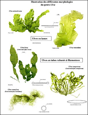 Morpholgies-du-genre-Ulva-CEVA.pdf