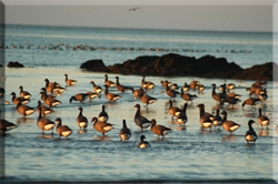 photo r�serve naturelle - cr�dits photo OT de la Baie de Saint Brieuc