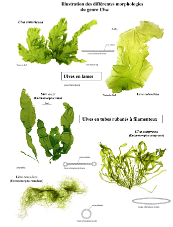 Morphologie algues vertes