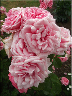 photo rose fleurissement 2010