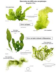 Sch�ma des ulves algues vertes